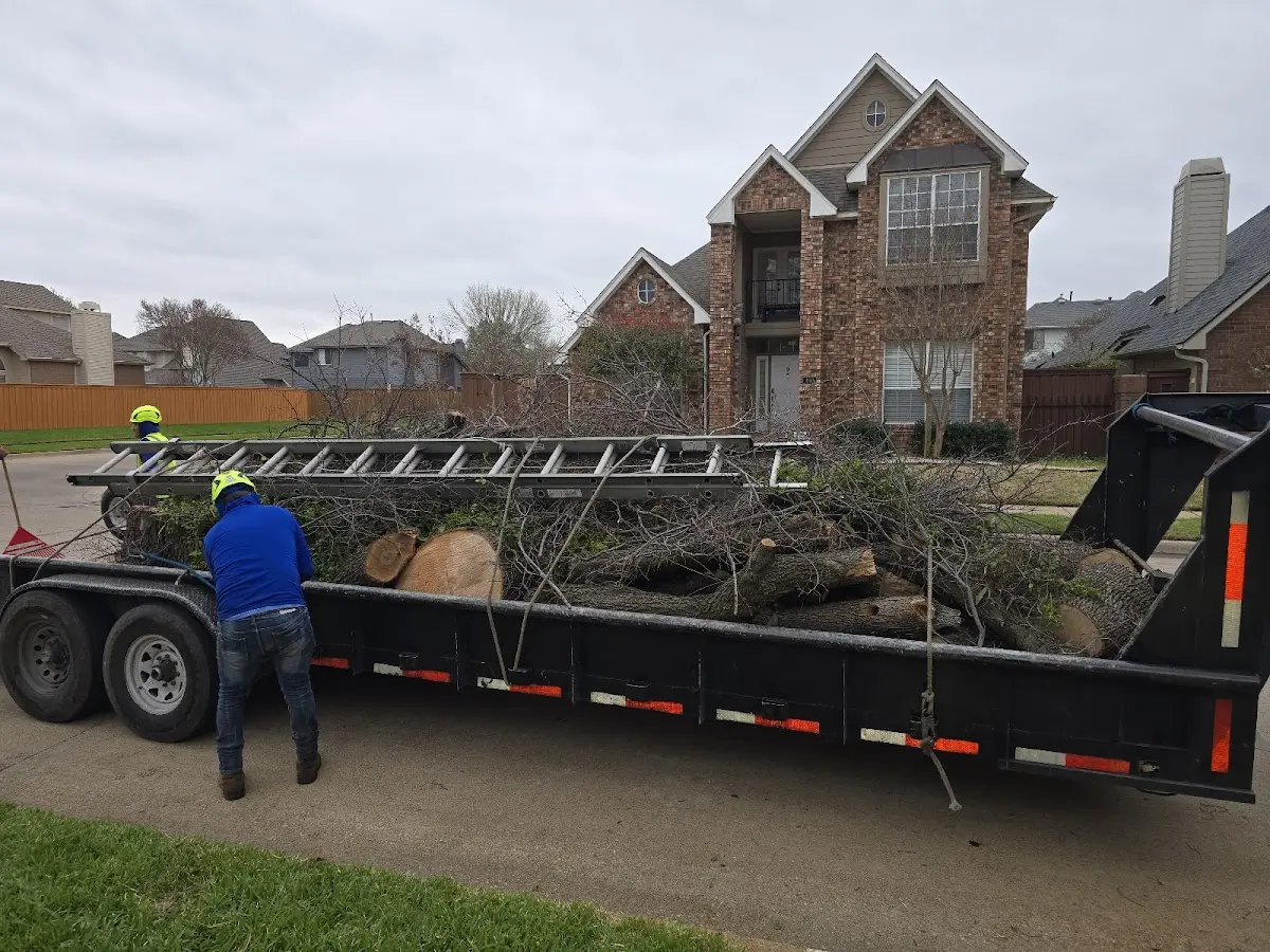 Expert Tree Removal with proper safety equipment in Phillips